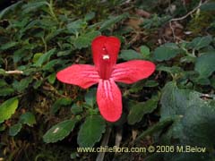Image of Asteranthera ovata (Estrellita)